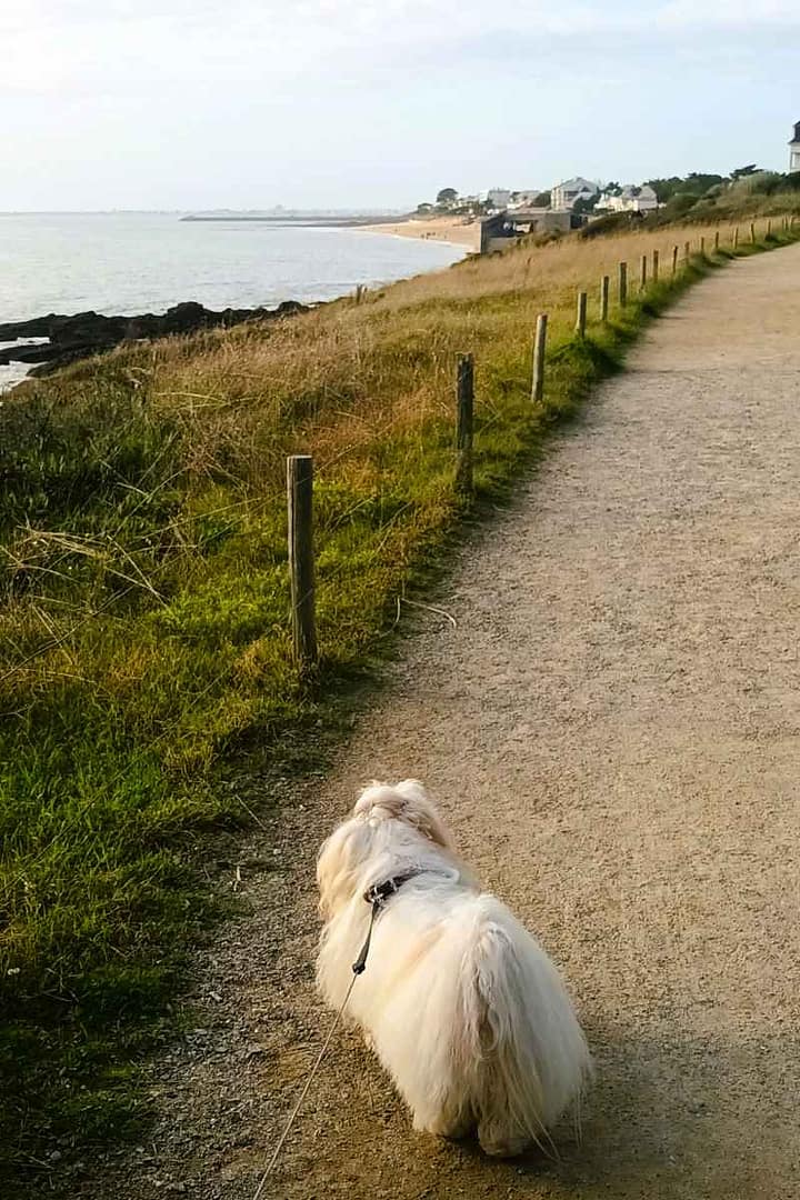 Patrimoine & Sites Culturels avec son chien : bichon havanais sur le sentier côtier allant de Congrigoux vers le blockhaus de Pornichet