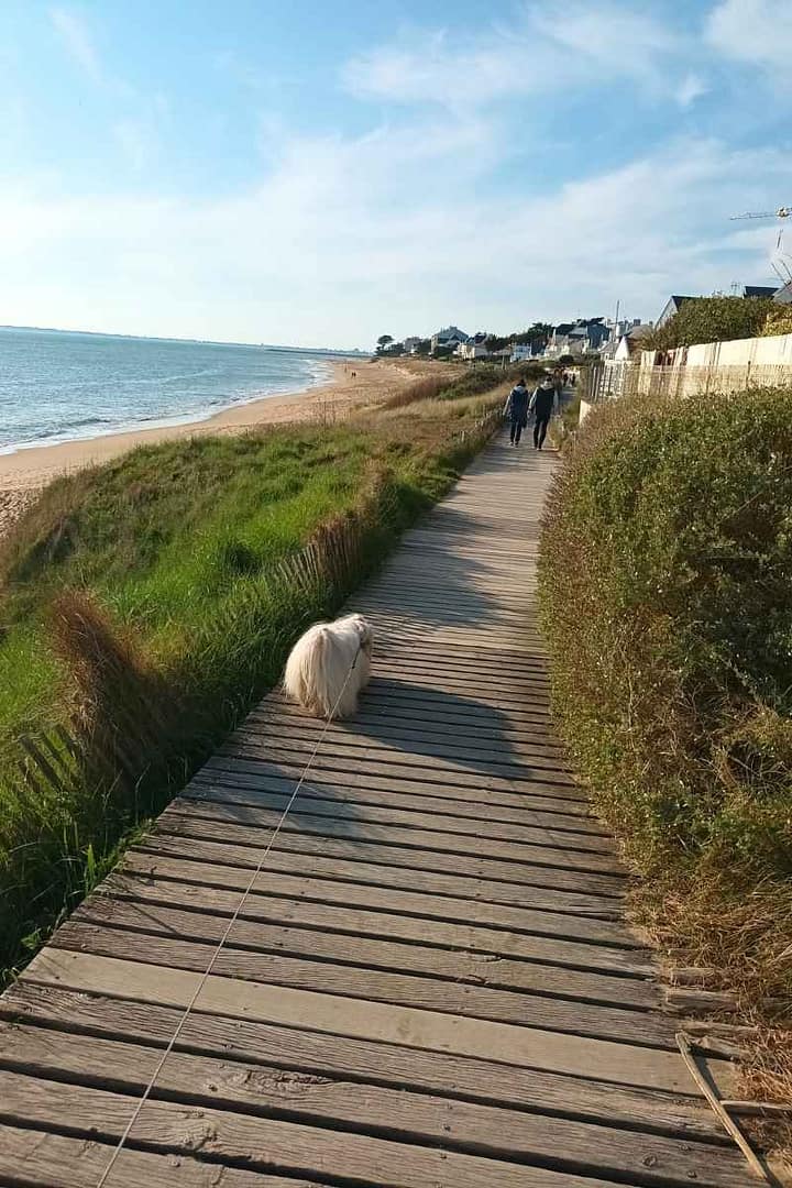 Patrimoine & Sites Culturels avec son chien : bichon havanais empruntant le sentier de caillibotis longeant la plage de bonne source à Pornichet après avoir vu le blockhaus de pornichet avec mon chien