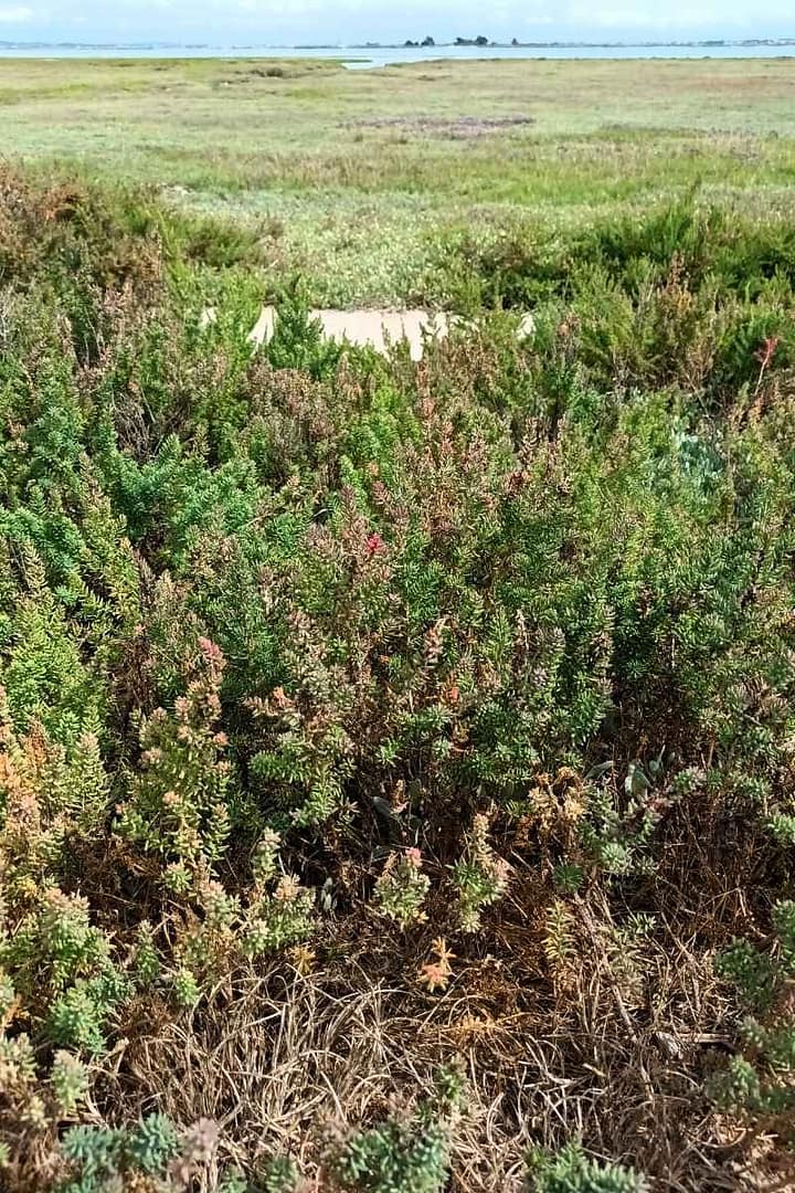 Balades & Randonnées avec son chien : bruyère dans les dunes de Pen Bron à la Turballe