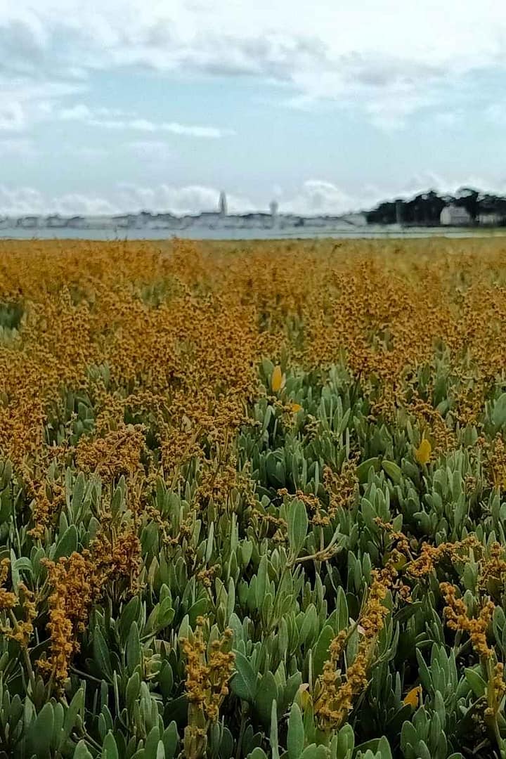 Balades & Randonnées avec son chien : végétation dans les dunes de Pen Bron à la Turballe