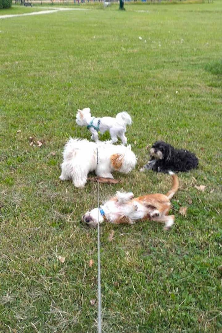 Parcs et Jardins avec son chien : quatre petits chiens jouent entre eux au parc paysager de Saint-Nazaire en laisse ou en libre