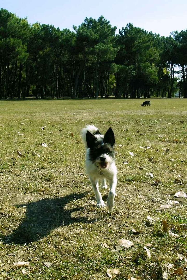 Parcs et Jardins avec son chien : chienne de type ratier courant sur la plaine du Parc Paysager à Saint-Nazaire avec en arrière plan un morkie suivant une piste olfactive