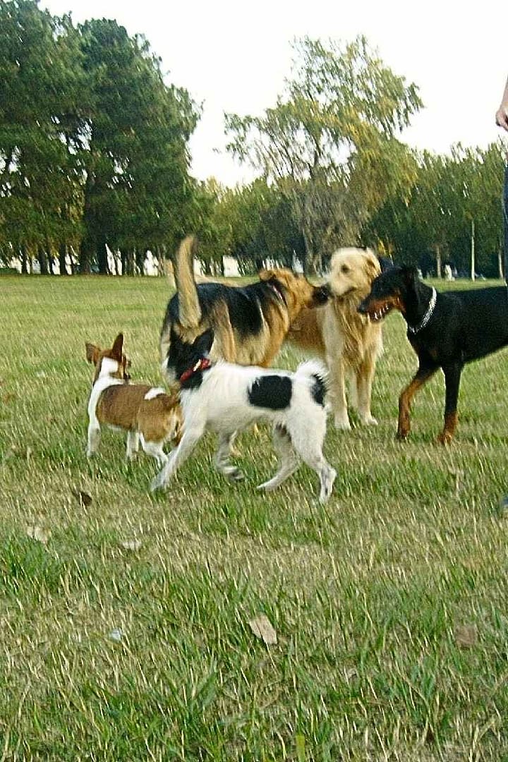 Parcs et Jardins avec son chien : rencontre de petits et grands chiens au parc paysager de Saint-Nazaire