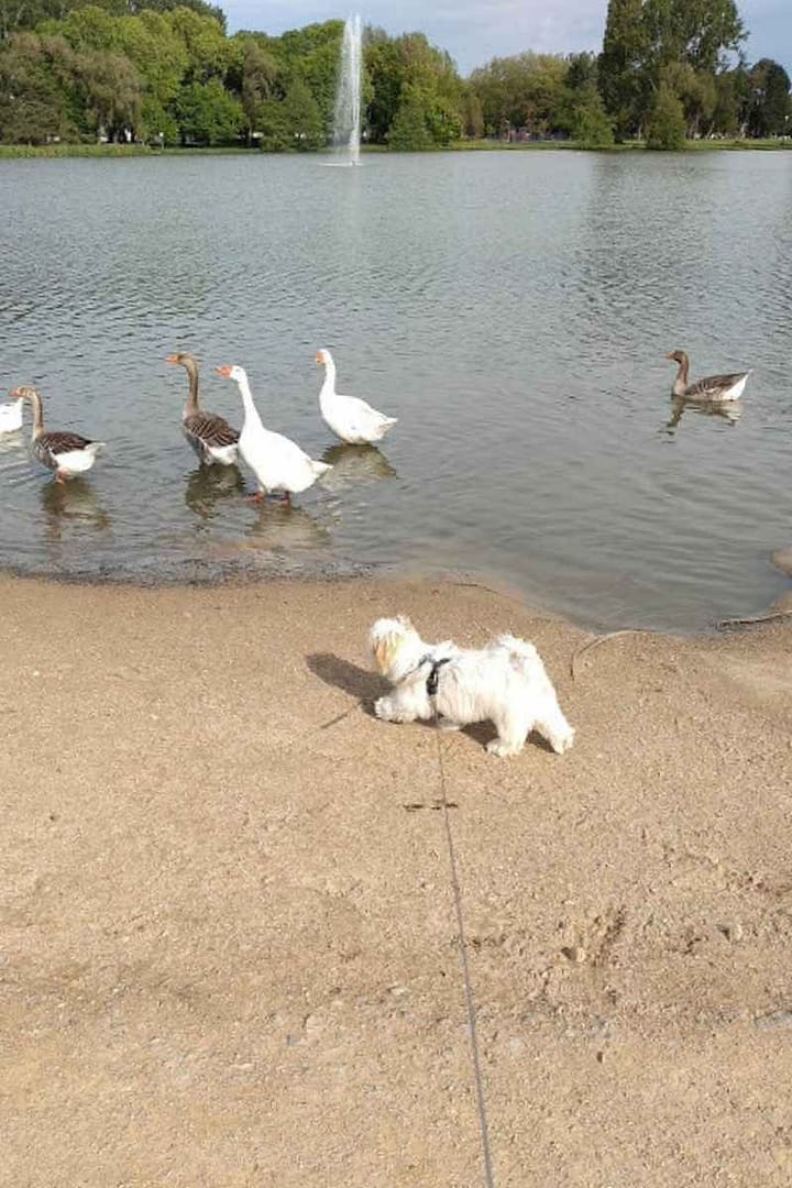 Parcs et Jardins avec son chien : chiot bichon havanais marchant vers les oies sur le plan d'eau du parc paysager de Saint-Nazaire