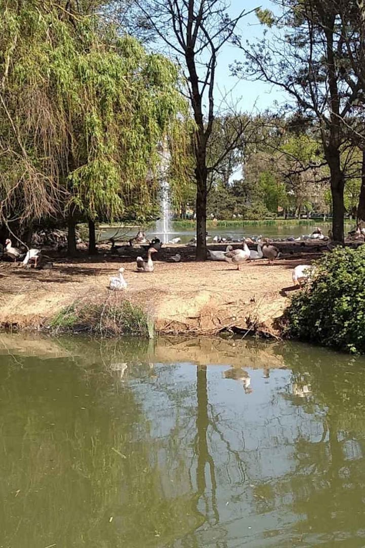 Parcs et Jardins avec son chien : oies sur un ilot de terre et végétalisé dans le plan d'eau du parc paysager de Saint-Nazaire, leur refuge