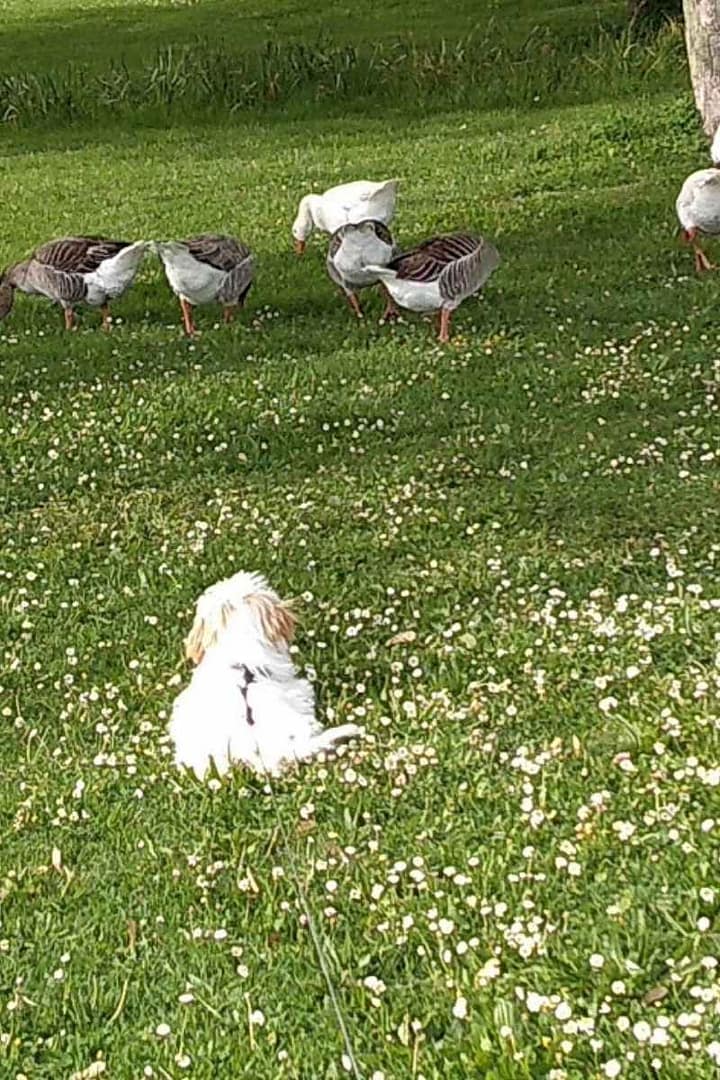 Parcs et Jardins avec son chien : chiot bichon havanais allongé dans l'herbe regardant les oies en liberté du parc paysager de Saint-Nazaire