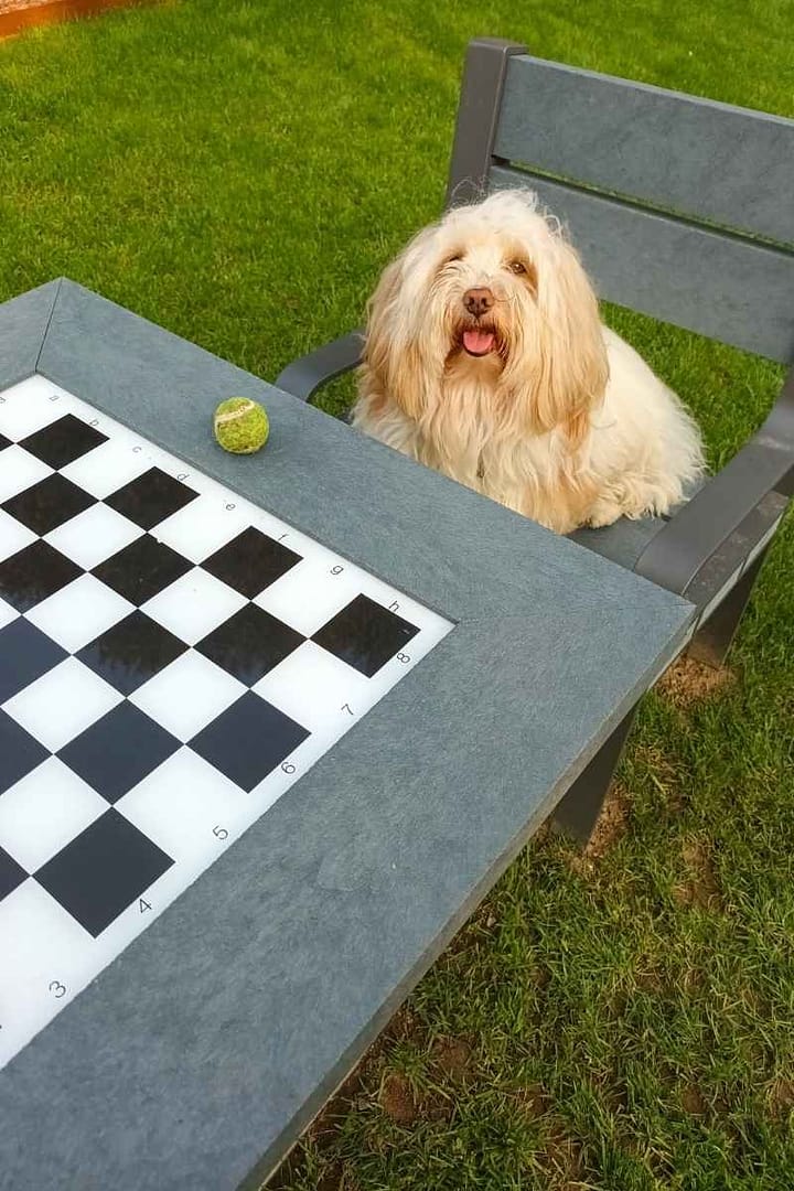 Parcs et Jardins avec son chien : bison havanais assis sur la chaise devant un damier au jardin des plantes de Saint-Nazaire