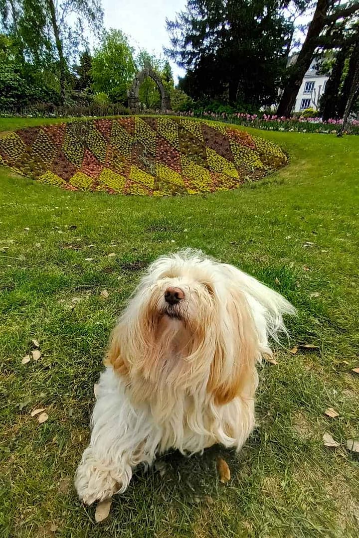 Parcs et Jardins avec son chien : bichon havanais allongé devant un parterre végétal décoré en forme de losange au jardin des plantes