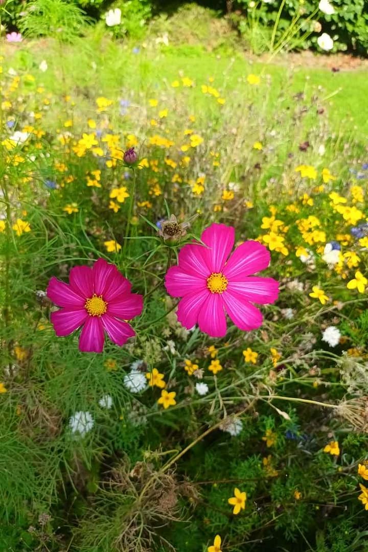 Parcs et Jardins avec son chien