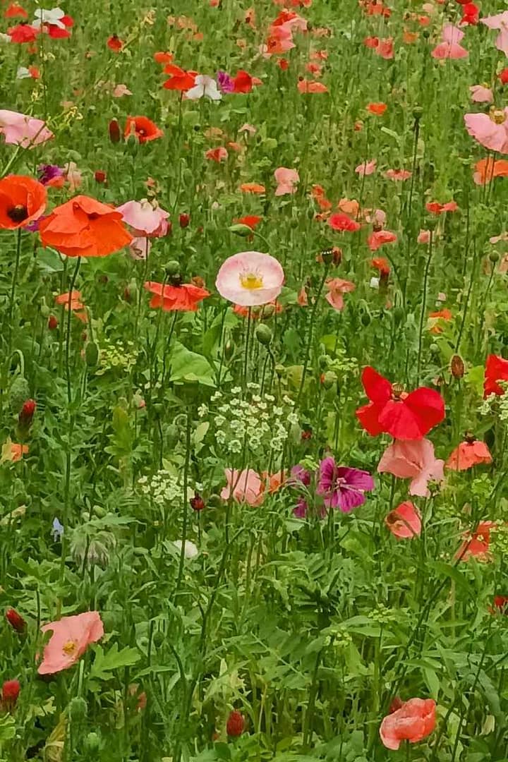Parcs et Jardins avec son chien