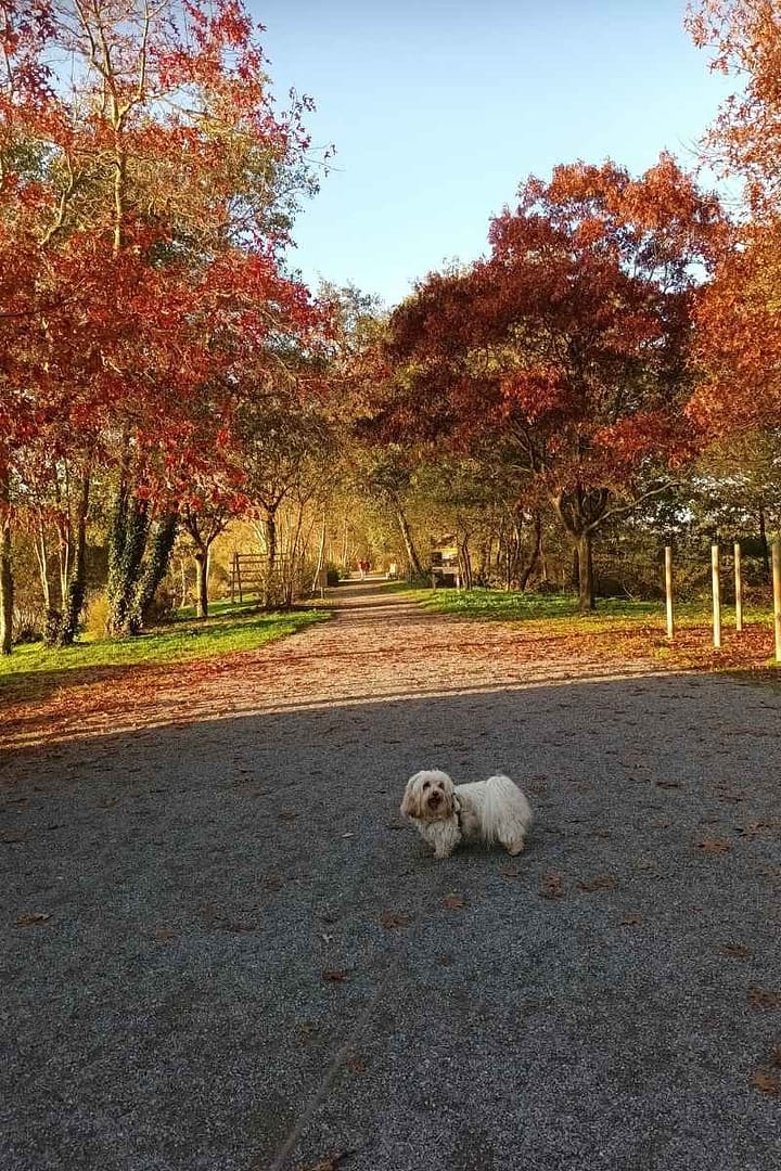 Chien de race bichon havanais en balade sur le sentier du lac de Saint Viaud entouré d'arbres aux couleurs d'automne