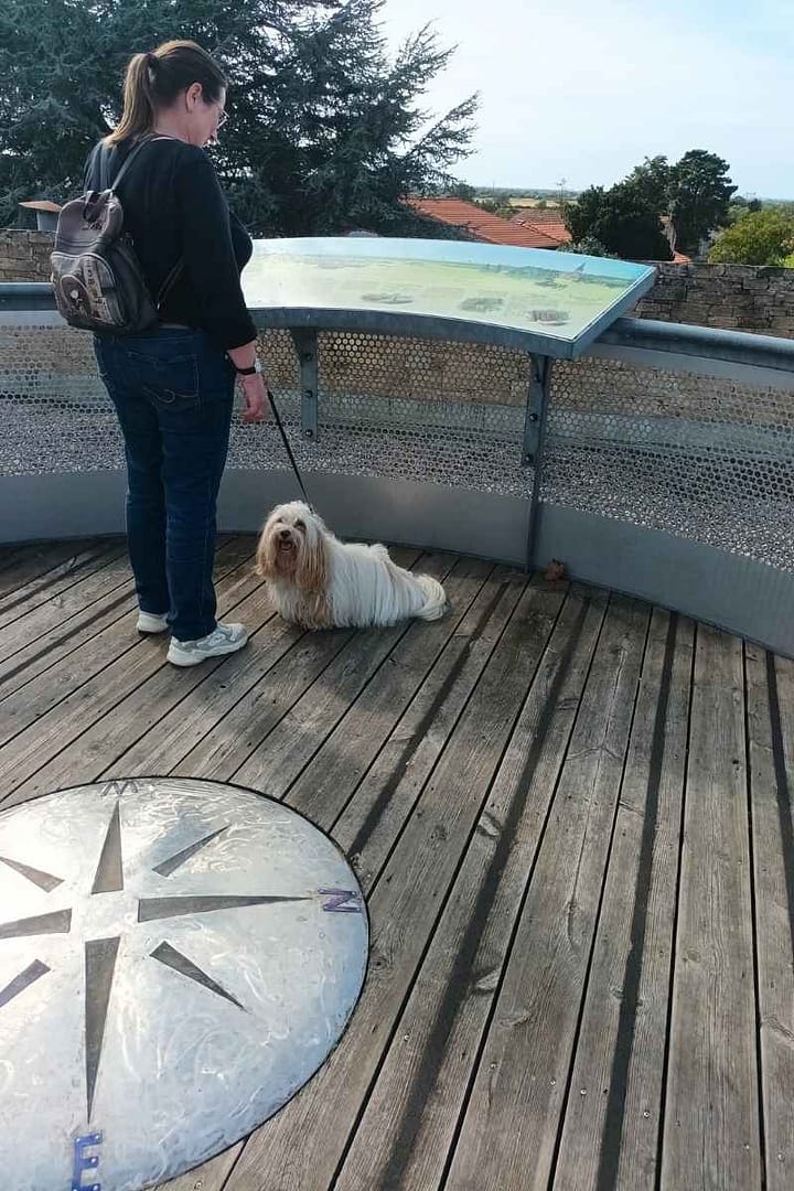 Balades & Randonnées avec son chien :