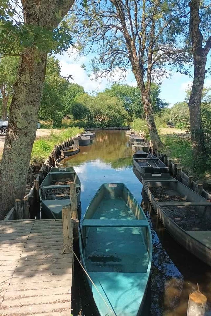 Balades & Randonnées avec son chien :