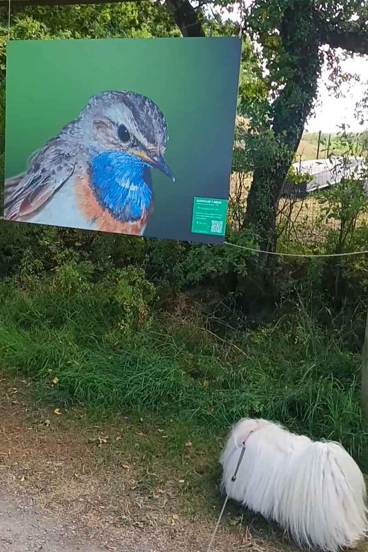 Balades & Randonnées avec son chien :
