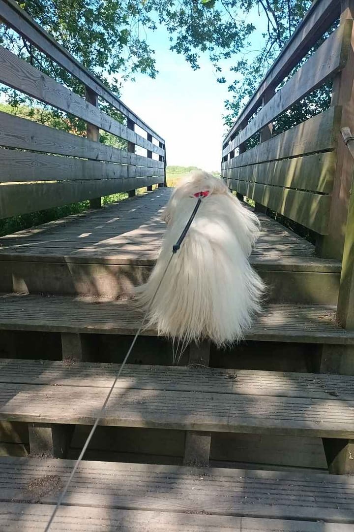 Balades & Randonnées avec son chien :