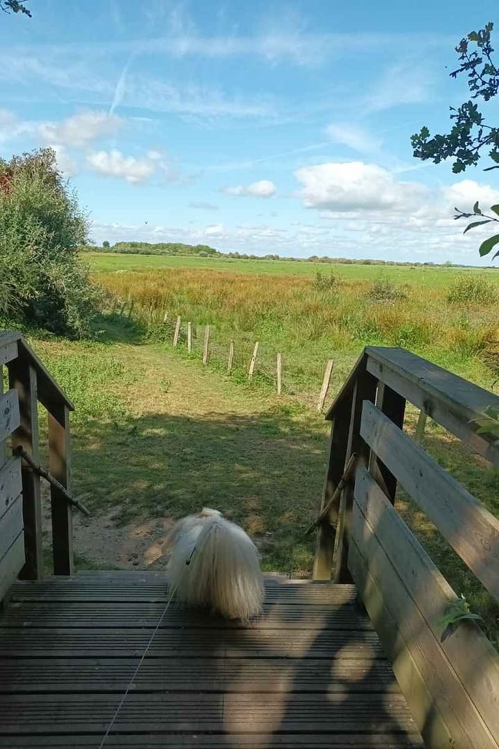 Balades & Randonnées avec son chien :