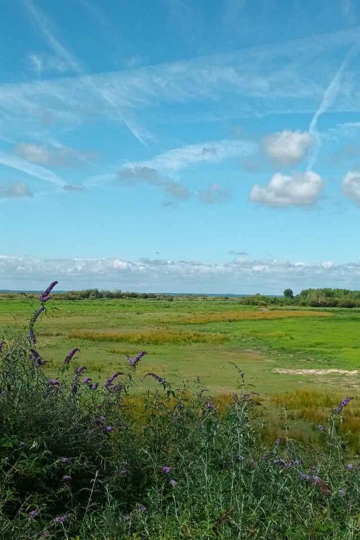 Balades & Randonnées avec son chien :