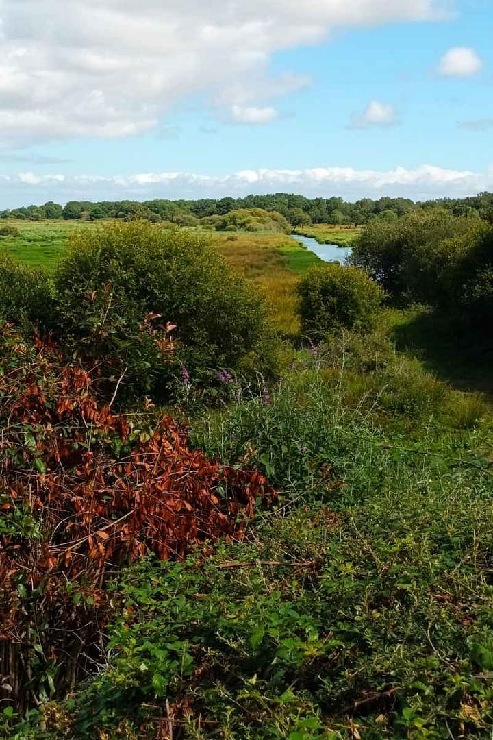 Balades & Randonnées avec son chien :