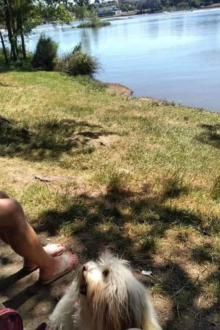 Balades & Randonnées avec son chien :