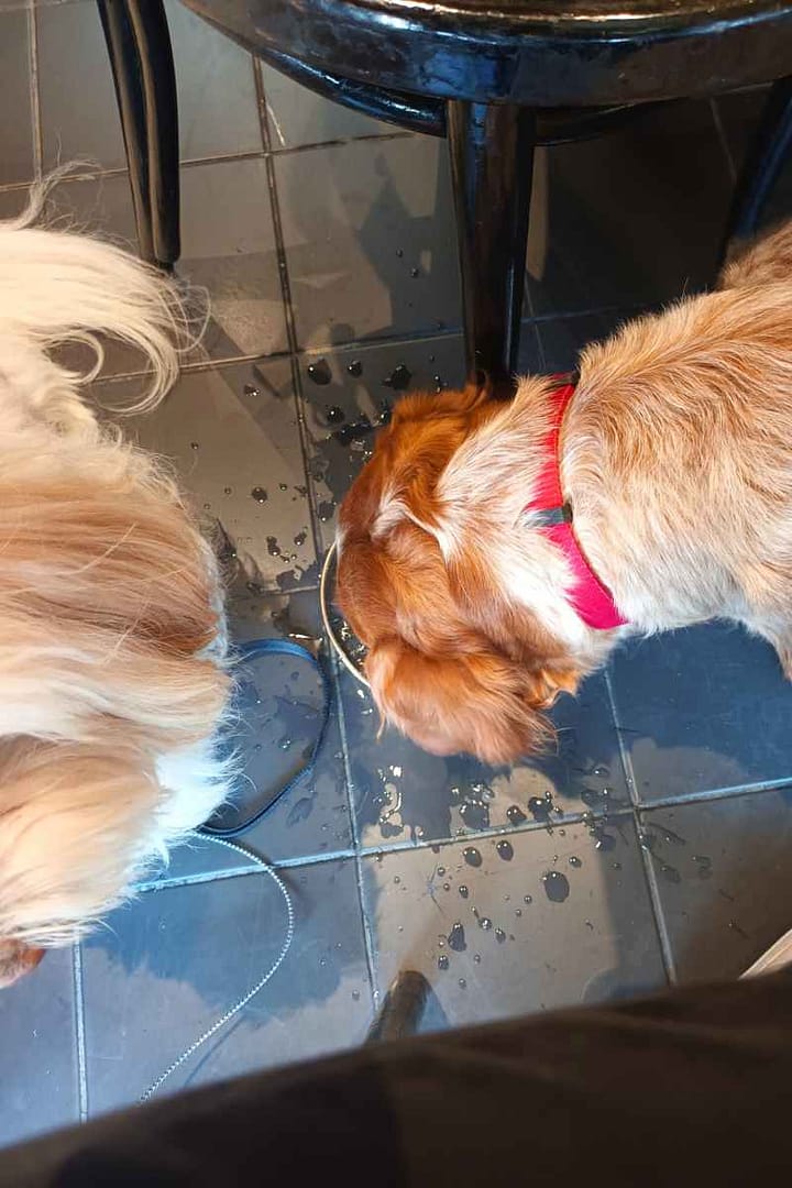 Inspirations & Séjours avec son chien : un bichon havanais et un épagneul breton en train de boire au restaurant l'entrecôte à Nantes