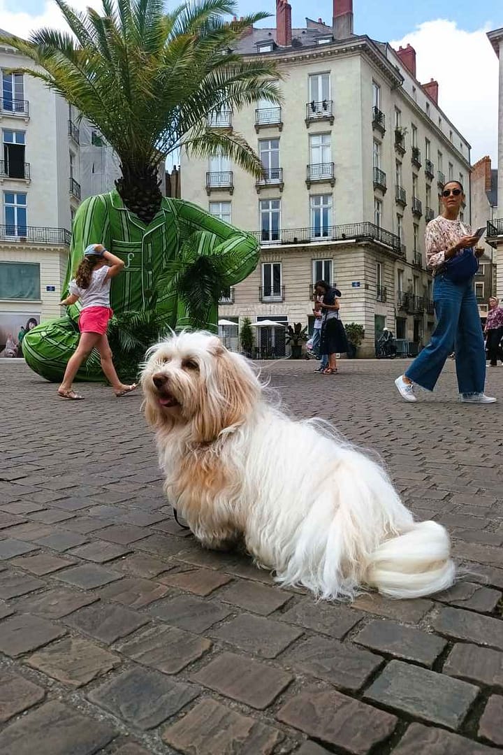 Inspirations & Séjours avec son chien : bichon havanais assis devant l'enfant hybridus à Nantes patientant que la foule s'écarte pour la photo