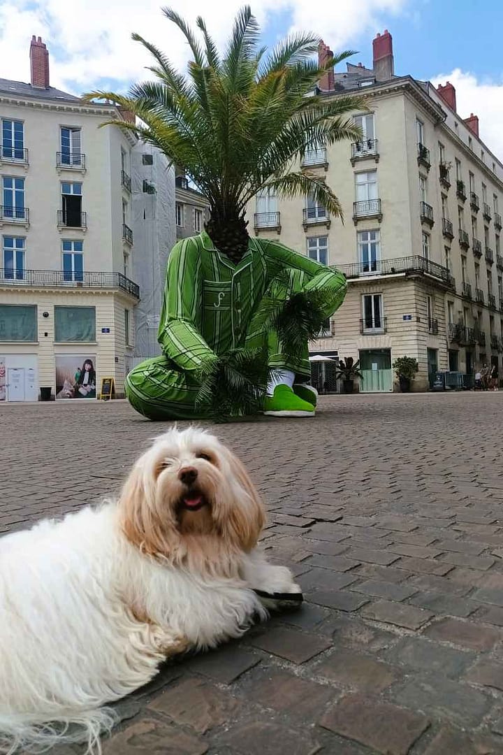 Inspirations & Séjours avec son chien : bichon havanais allongé et souriant devant l'enfant hybridus lors de sa découverte de Nantes