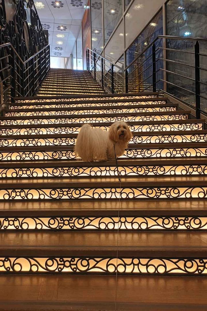 Inspirations & Séjours avec son chien : bichon havanais debout dans les escaliers lumineux du passage pommeraye lors de sa visite à Nantes