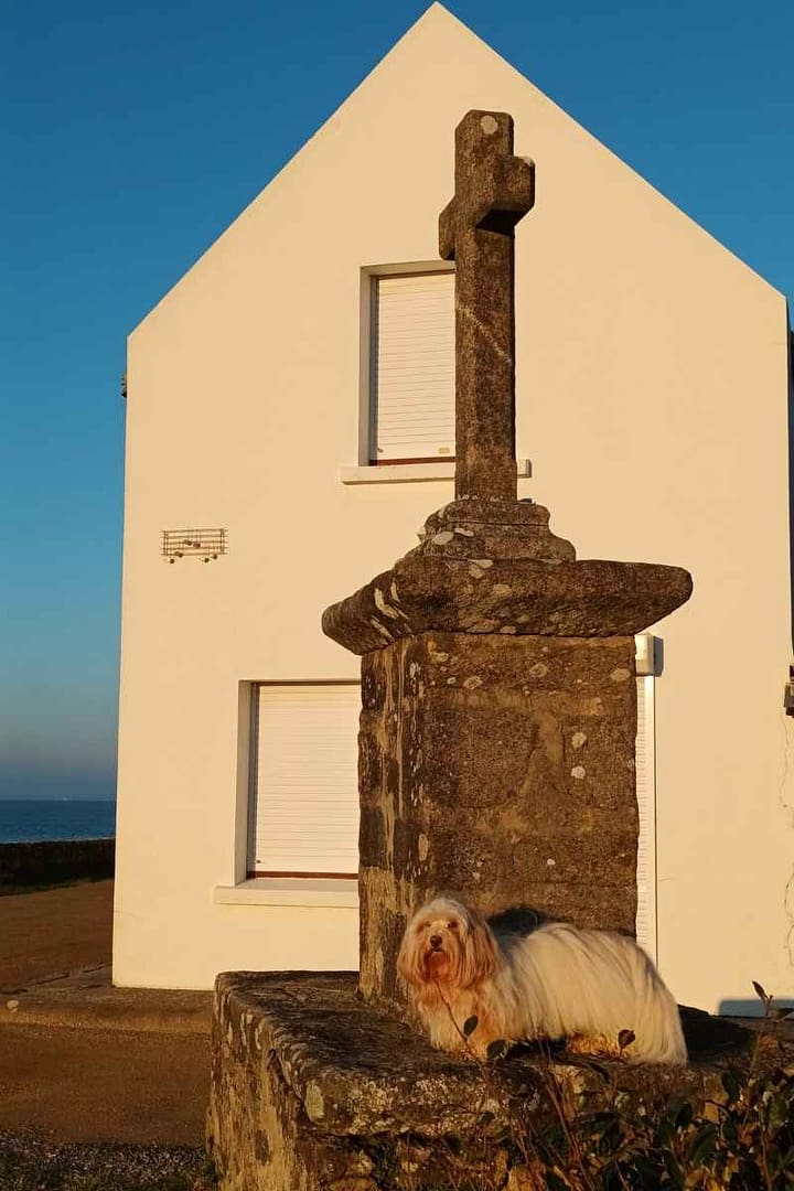 Balades & Randonnées avec son chien :