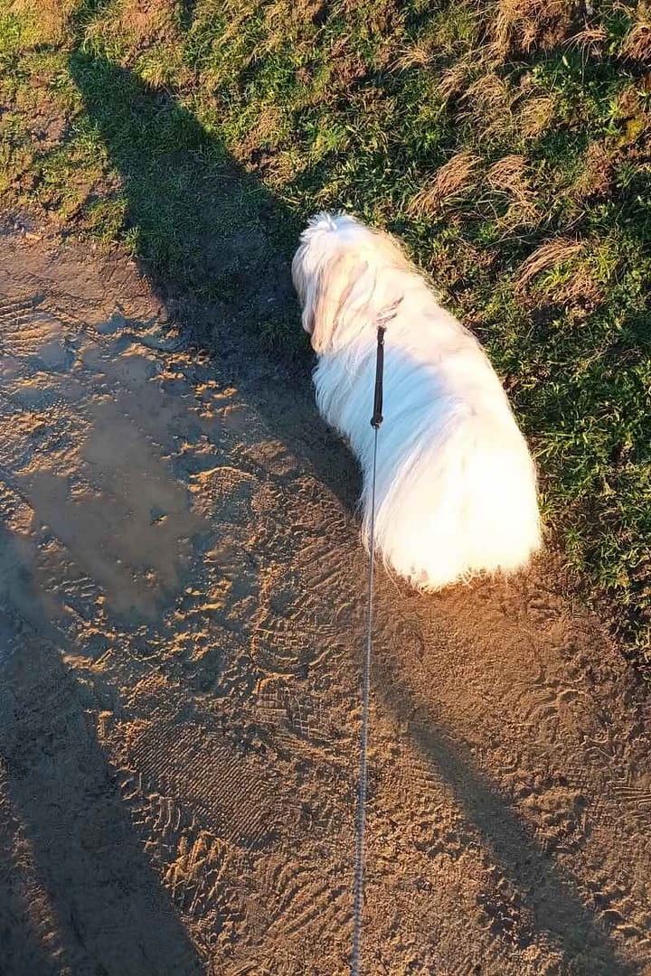 Balades & Randonnées avec son chien :