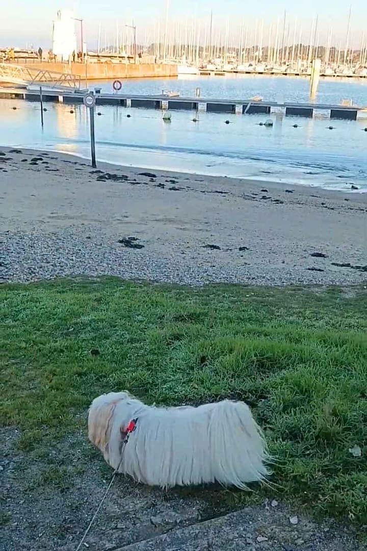 Balades & Randonnées avec son chien : bichon havanais sur l'herbe en bordure de la plage avant le port lors d'une balade à Piriac-sur-Mer