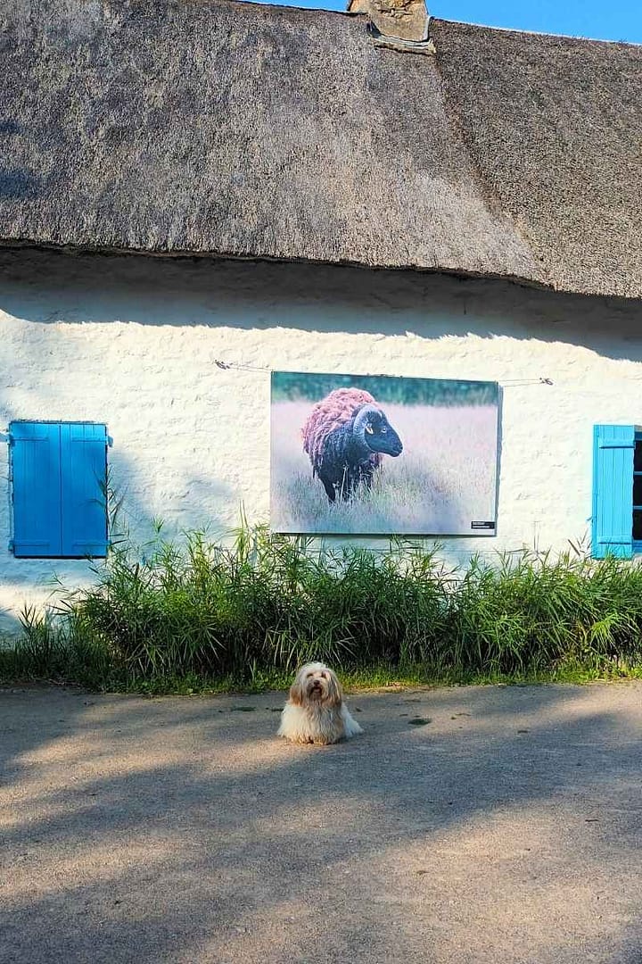 Patrimoine & Sites Culturels avec son chien : bichon havanais assis devant une chaumière et un tableau représentant n bélier de l'exposition au village de Kerhinet à Saint-Lyphard