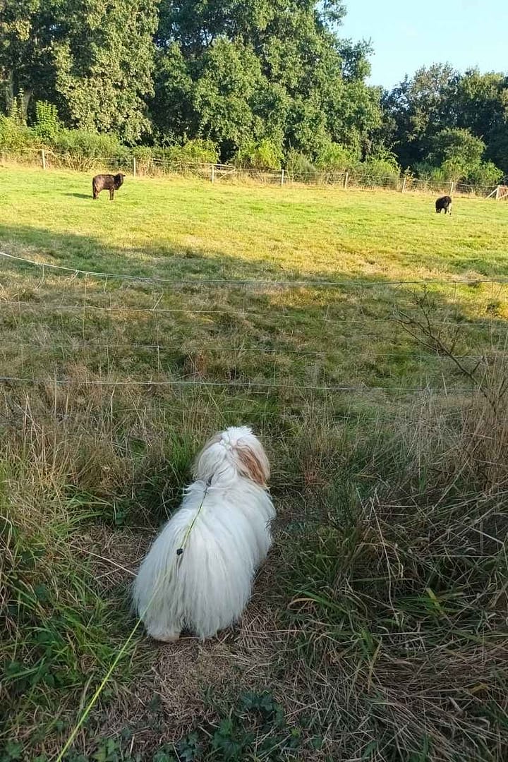 Patrimoine & Sites Culturels avec son chien : bichon havanais debout regardant les moutons noirs dans une prairie du village de Kerhinet
