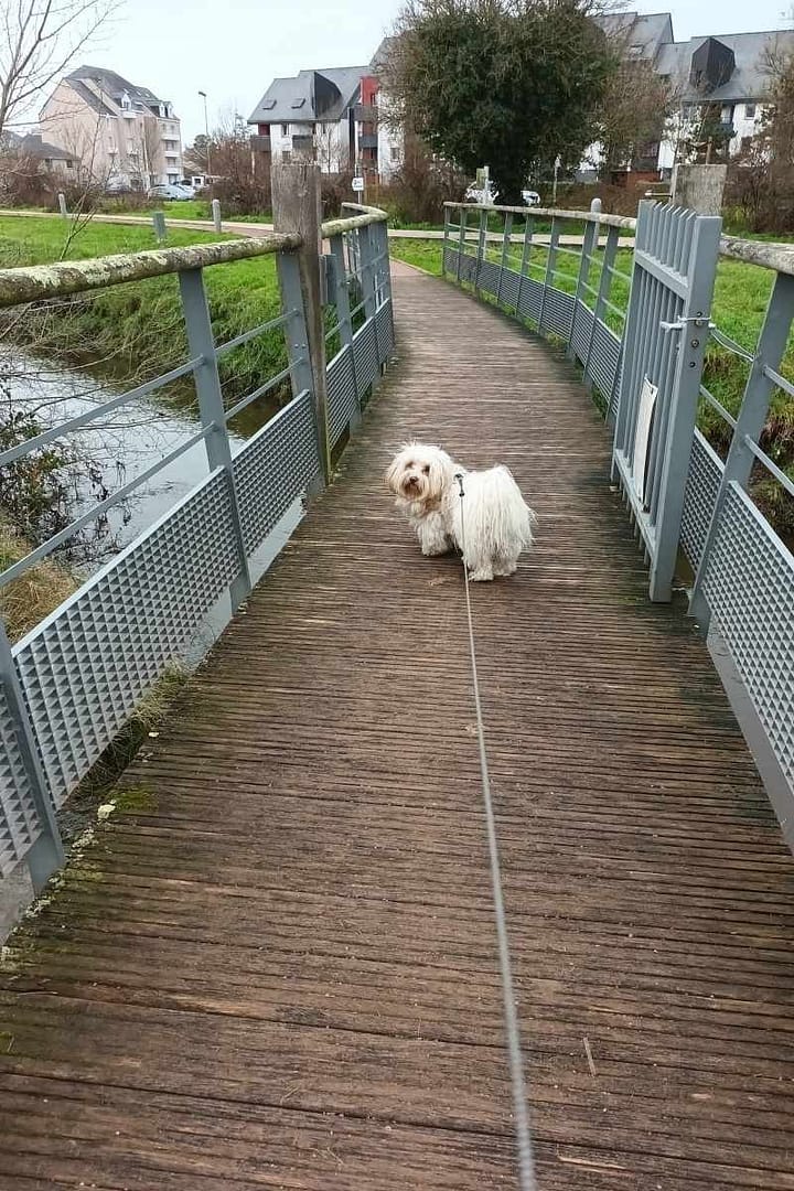 Parcs et Jardins avec son chien : Chien sur une passerelle en bois lors d’une balade au parc de l’hippodrome de Pornichet