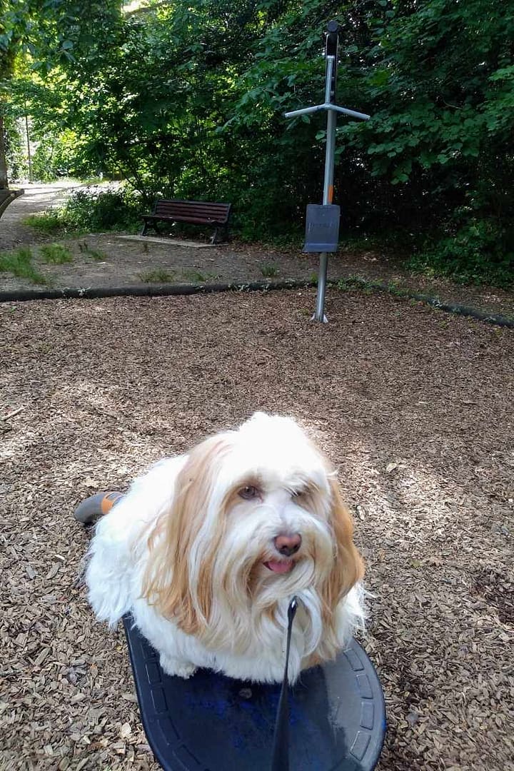 Balades & Randonnées avec son chien : Chien testant le parcours sportif du Bois de Porcé