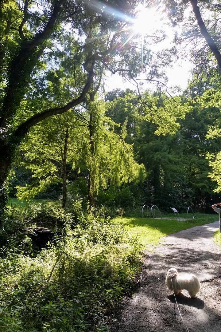 Balades & Randonnées avec son chien : Chien se dirigeant vers le parcours sportif au bois de porcé