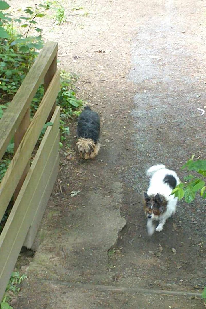 Balades & Randonnées avec son chien : Chiens arrivant heureux au Bois de Porcé