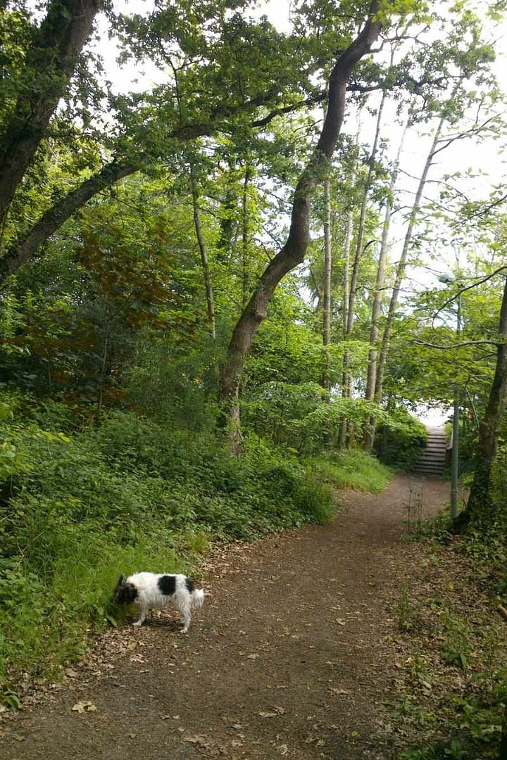 Balades & Randonnées avec son chien : Chien reniflant les bosquets le long du sentier du Bois de Porcé