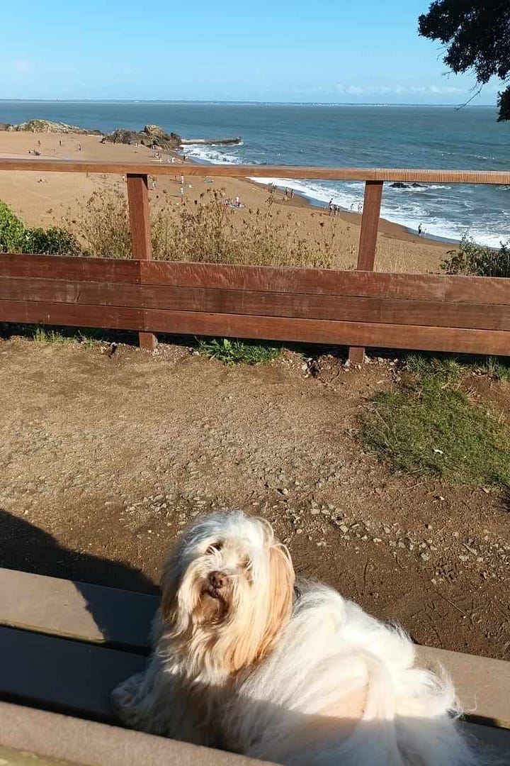 Les plages de Loire-Atlantique avec son chien : Chien allongé sur un banc du belvédère offrant une vue sur la plage Monsieur Hulot