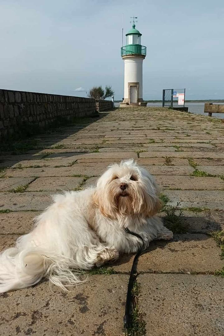 Balades & Randonnées avec son chien : chien allongé devant le phare de Paimboeuf