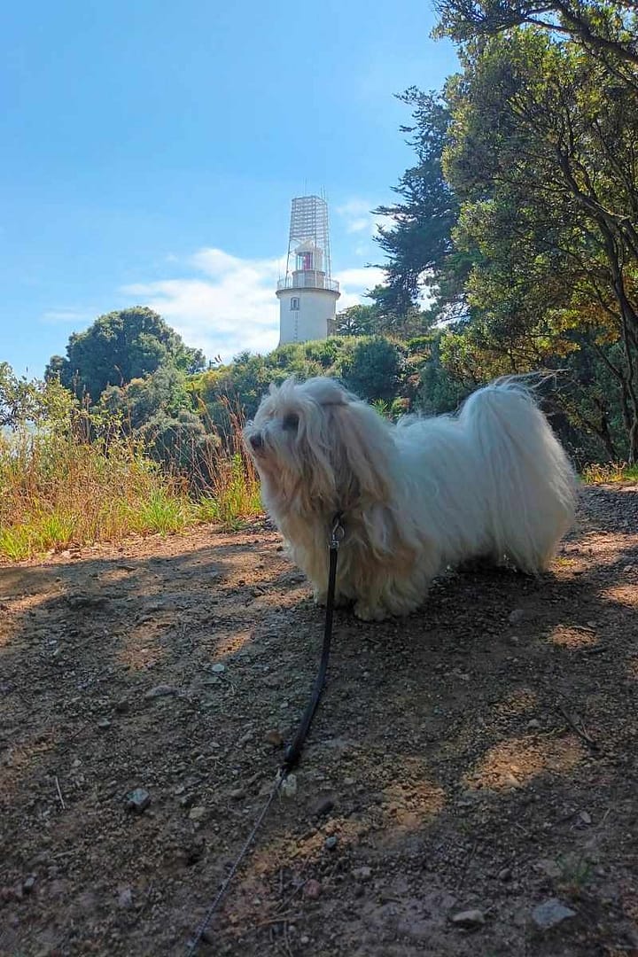 Les plages de Loire-Atlantique avec son chien : Chien sur le sentier côtier avec le phare de l’Aiguillon en arrière-plan en direction de la plage Port Charlotte