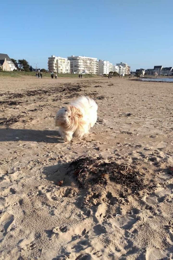 chien qui court sur la plage des Libraires à Pornichet lors de sa balade
