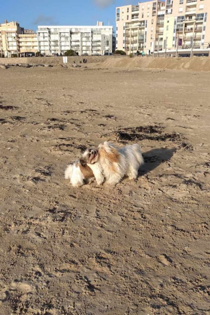 deux chiens qui jouent sur la plage des Libraires à Pornichet