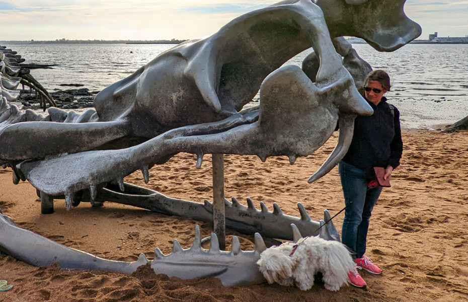 Patrimoine & Sites Culturels avec son chien : chien de race bichon havanais et sa maîtresse devant la gueule de la sulpture du serpent d'océan à marée basse à saint-brevin