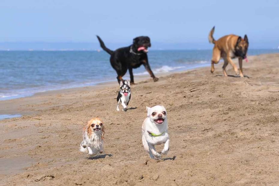 Plages autorisées aux chiens : cinq chiens courant sur une plage de la prsqu'île guérandais en été