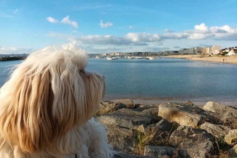 chien regardant vers la baie de Pornichet en Loire-Atlantique