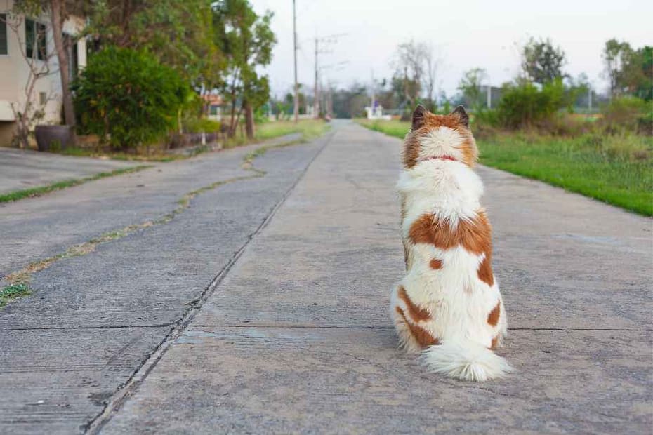 chien de dos attendant le regard vers l'horizon