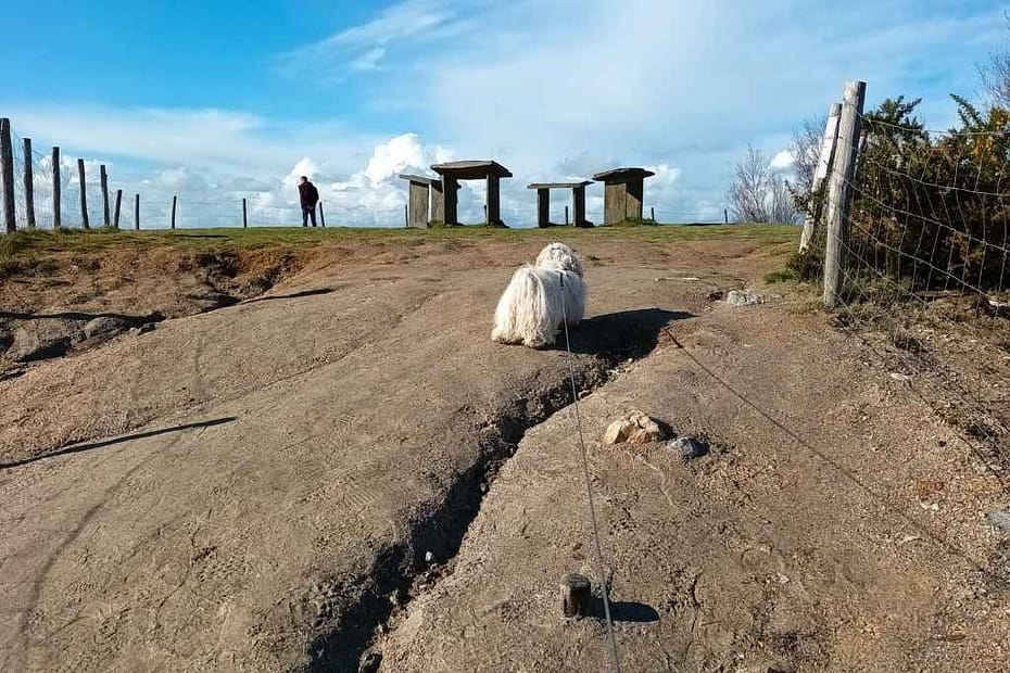 Balades & Randonnées avec son chien :
