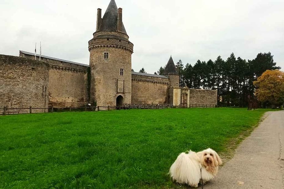 Patrimoine & Sites Culturels avec son chien : chien devant le château de la Groulais lors de sa visite à Blain en Loire-Atlantique