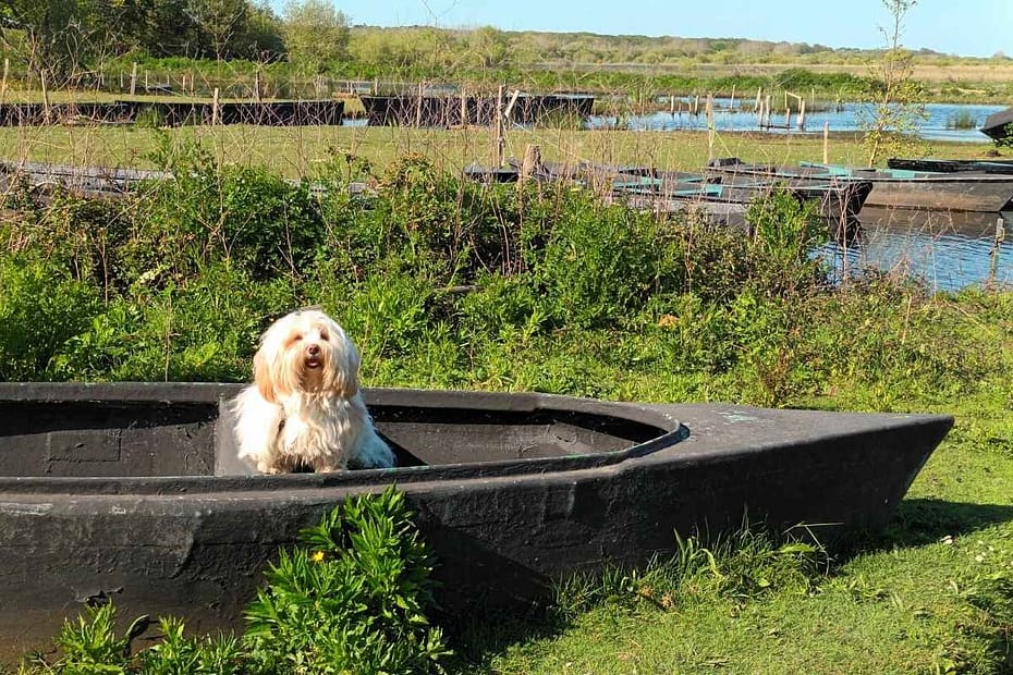 chien de race bichon havanais sur un chaland dans les marais de Brière à Bréca