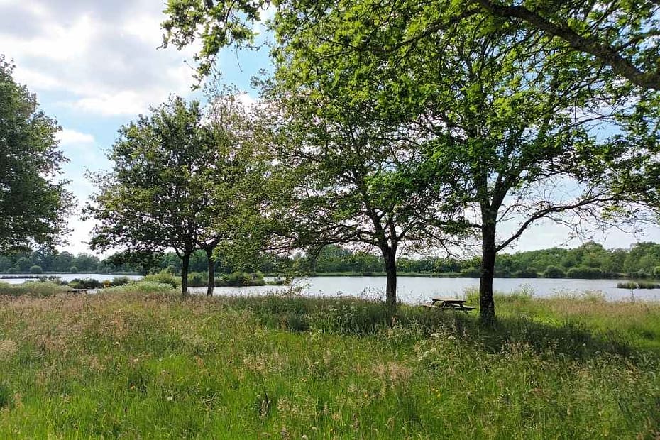 Balades & Randonnées avec son chien : vue sur la prairie, une table de pique-nique du plan d'eau du grand fay lors d'une balade avec mon chien